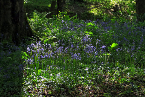 bluebells - IMG_9893 by togwood on Flickr.