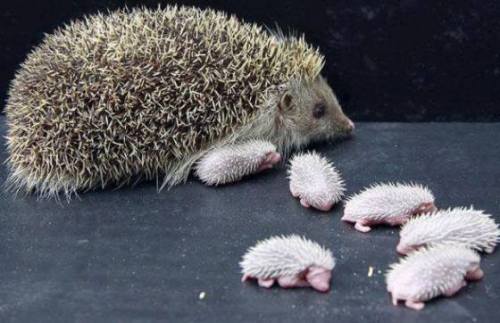 Porn photo llbwwb:  Baby hedgehogs:) by Denice Crugger