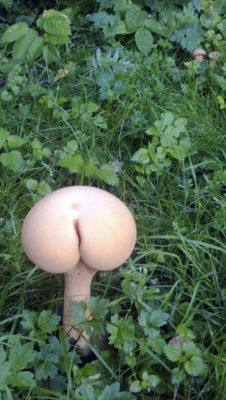 asksn0wdrop:  penciltyrant:  moosesmeeses:  BUTTSHROOM….  It looks more like a SHITake,   XD  I couldn&rsquo;t stop laughing for 5 minutes