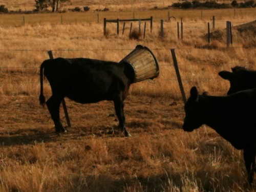 youare-mywonderland:  My neighbour’s cow got a bucket stuck on it’s head. The other cows