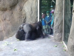 Ultra-Overdosin:  Iverbz:  We Got Gorillas Out Here Eating Ass In Front Of School