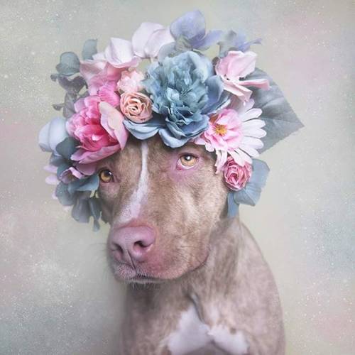 equanimity-in-the-stars:ithelpstodream:Flower Power: Pit Bulls of the RevolutionYes. This is the kin