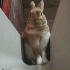 lovelylops:  (*´・ｖ・) 