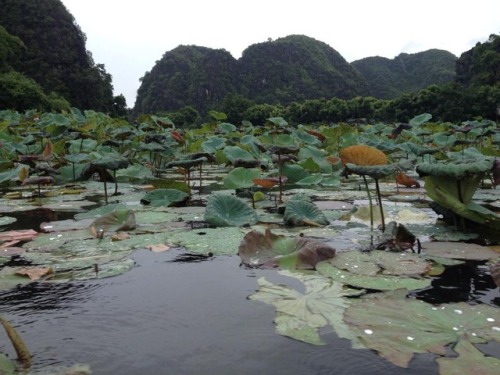 ohmandsuch: water lilies at Tam Coc by ohmandsuch