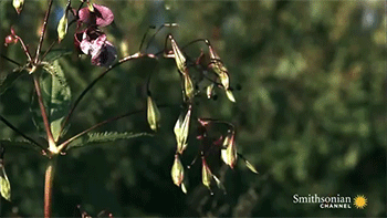 sizvideos:  Unbelievable footage of exploding plants - From Siz app (iOS / Android)Video