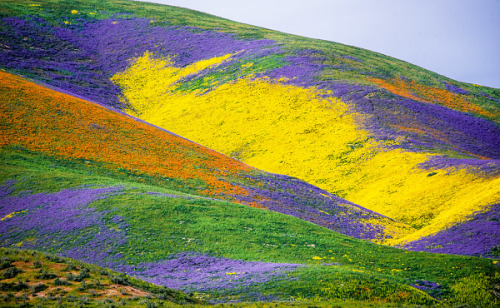 ps1:  California Wildflowers Superbloom