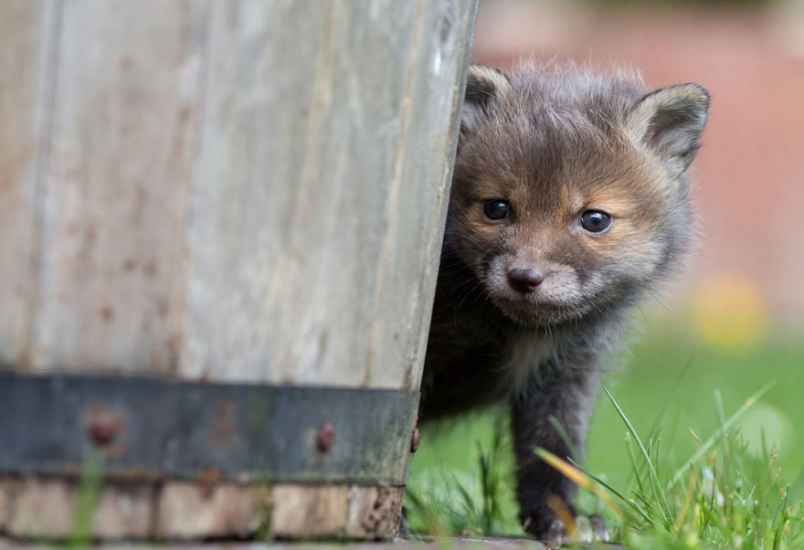 kimberryberry:  sistahmamaqueen:  awesome-picz:    Dog Adopts A Baby Fox After His