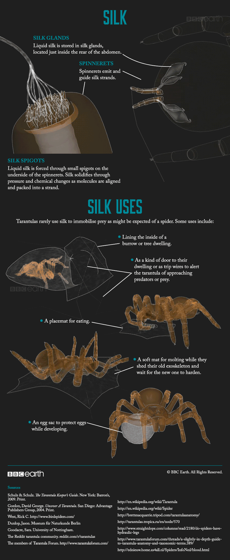 adorablespiders: all-thats-interesting:  Tarantulas: The Giants Of The Spider World