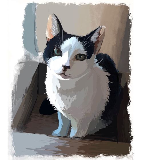 My dear friend and roommate @nikkaline ‘s cat, resident best box boy Truff. I don’t draw
