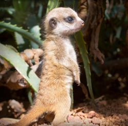 zooborns:  Meerkat Kits at Perth Zoo  Perth Zoo has three new residents. These super-cute meerkat kits were born on February 15 and are just starting to explore their home in the Zoo’s African Savannah.  Learn more at Zooborns. 