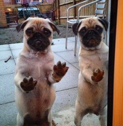 pugs:  will u plz let us in?  