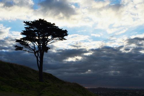 “I think I shall never see,A poem lovely as a tree”– Tree, Joyce KilmerMount Wellington,