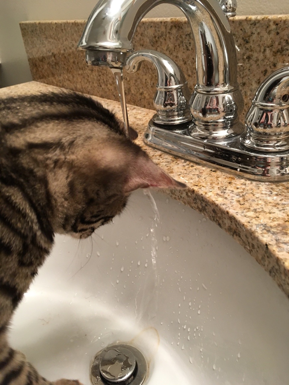 theshadowytiger:  The new kitten! Human is leaning towards calling him Baybu! What