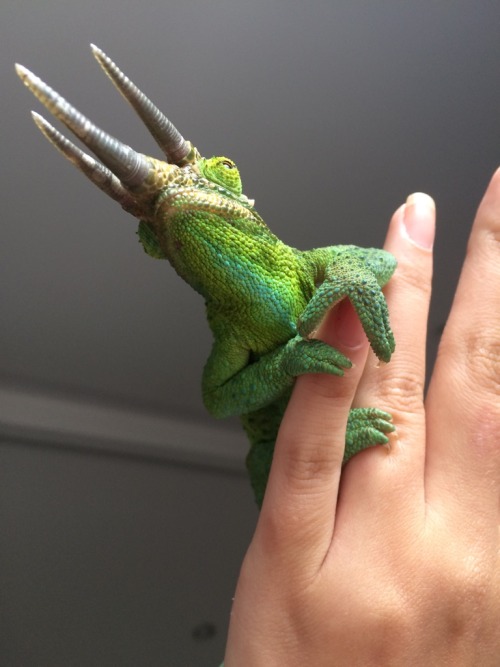 awwww-cute:  Found this cute little guy today (Source: http://ift.tt/20HDd8K)