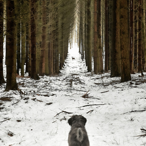 cinemagorgeous:Dogscapes by photographer Jörg Marx.