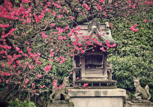 Plum Blossoms and Foxes by Rekishi no Tabi on Flickr.