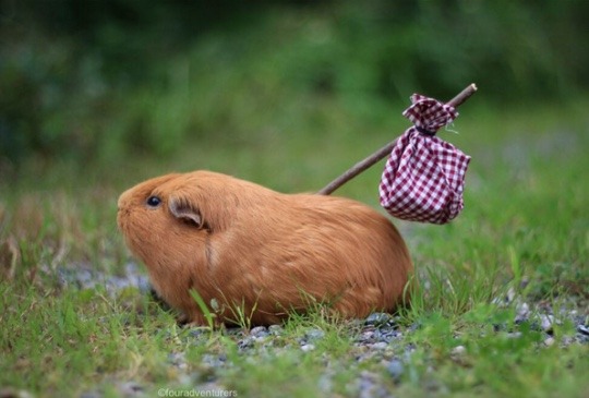 animal-factbook:  Donald trump’s hair has escaped and in search for a more meaningful