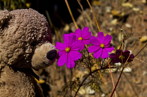 On A Walk Through A Field In China Teddy Happened Across A Vibrant Pink Cosmos In Full Bloom. He Felt