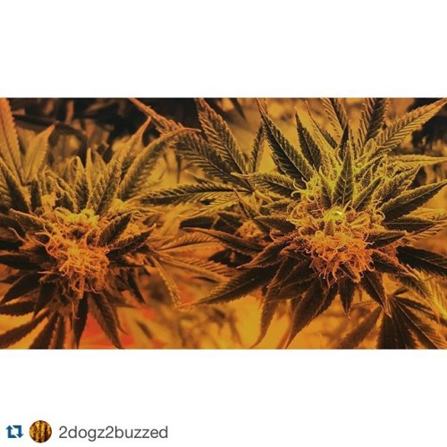 weedporndaily:  📷 by @2dogz2buzzed Thanks for using the StonerSunday tag 👌😚💨 #weedporndaily #stayregular #superstoners by @therealwpd