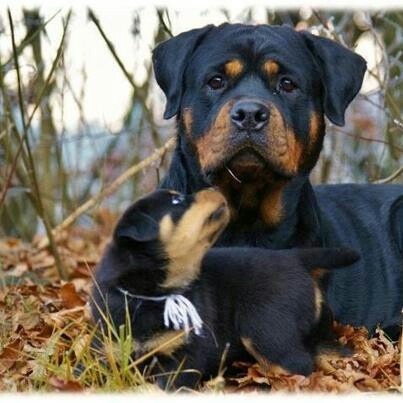 frankenstein-ate-my-left-shoe:  cloudcuckoolander527:  thecutestofthecute:  So I lost like 10 followers for posting pictures of rottweilers okay    then    fine    Puppy party without you guys     LATER HATERS  WHO THE FUCK IS HATING ON ROTTWEILERS?!?