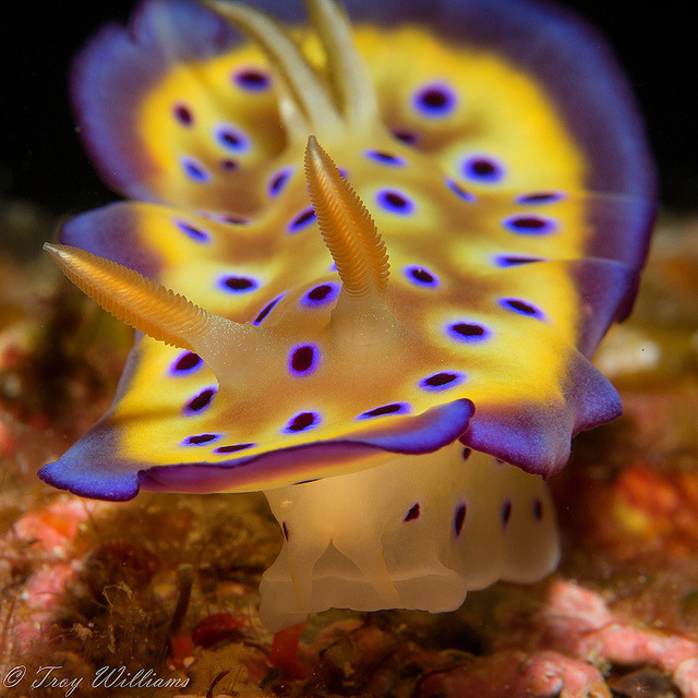 creatures-alive:
“rhinophores up close (1 of 1) by troy_williams on Flickr.
”