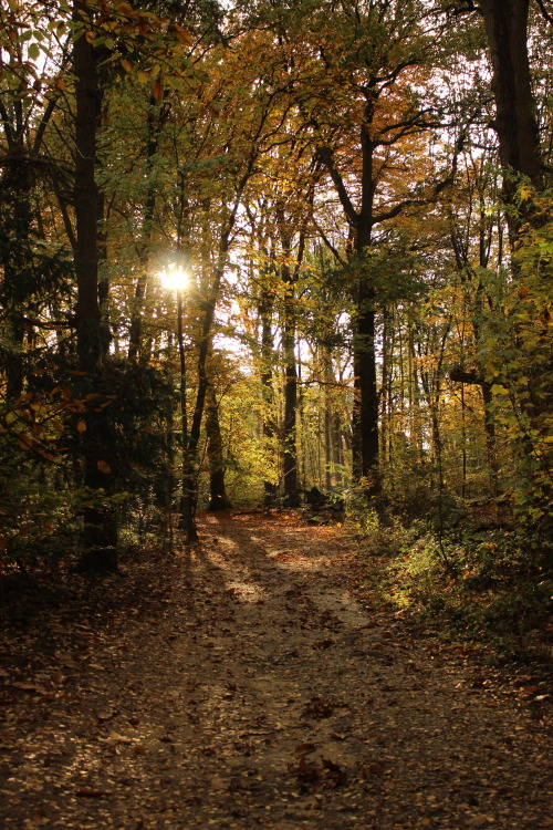 The Grebbeberg, Gelderland, The Netherlands,November 2019 © JB