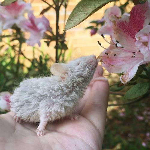 elesianne:to be a small curly-haired white mouse sniffing a flower…