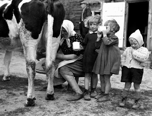 poboh:Girl drinks milk straight from the cow, 1946, John F. Vachon. American (1914 - 1975)