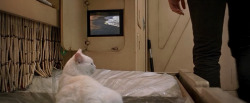 shelleyduvall1980:  the cat from The Fifth Element (1997) 