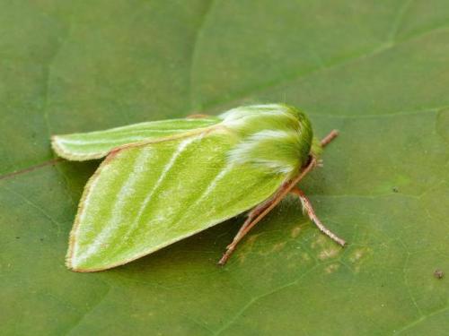 end0skeletal: The Green Silver-lines (Pseudoips prasinana) is a moth common in wooded regions of Nor