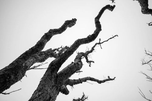 Gnarled trees - Chappaquidick, Martha’s Vineyard, MA (digital) - June 2021 . . . #canon #canonphotog