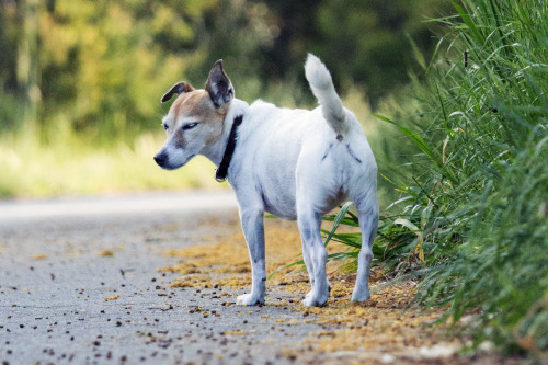 My precious dog of 10 years, Fudge, died 2 days ago at roughly the age of 13. She received a diagnos