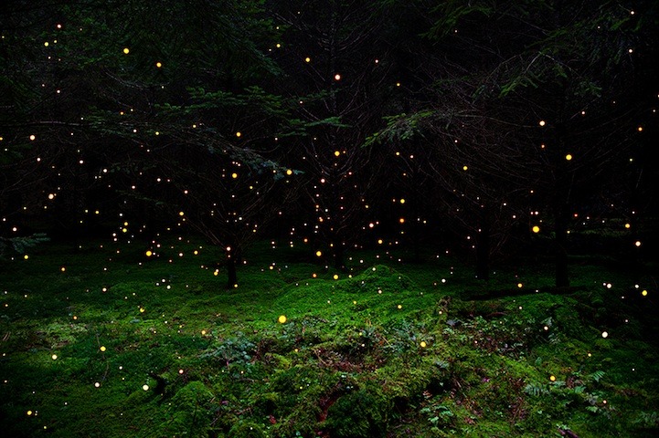 culturenlifestyle:  Mystical Photos of Illuminated Forests in the UK by Ellie DaviesEllie