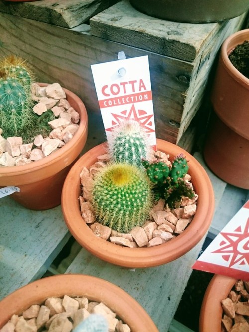 Had fun choosing a new cactus friend today