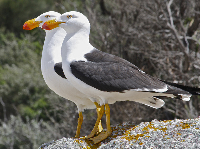 lotsofbirds:
“Pacific Gull (Larus pacificus)
Distribution: Coastal Australia
IUCN Status: Least Concern
{ Ecology } { Vocalizations } { eBird }
(Photo by Matt Francey // CC 2.0)
”