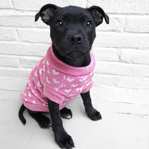 Today’s #WeeklyFluff: Meet Leia, a Staffordshire Bull Terrier Puppy Follow @leia.staffy on Instagram