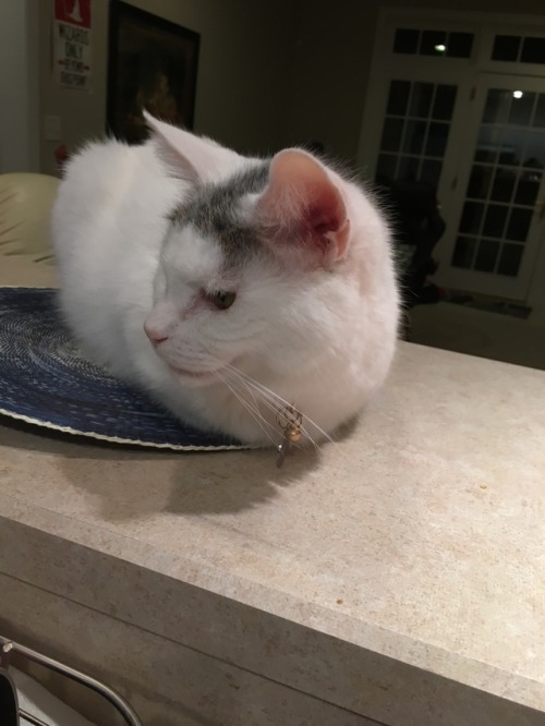 peepsbeeps:The recent addition of placemats has increased countertop loitering by 80%