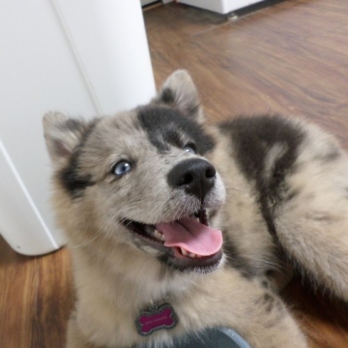 Meet Dany, a 9 week old Pomsky (Pomeranian-Husky Cross) who enjoys looking adorable while causing tr