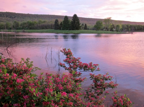 geopsych:  Early part of the sunrise at Leaser Lake.  I know tatarian honeysuckle, Lonicera tatarica