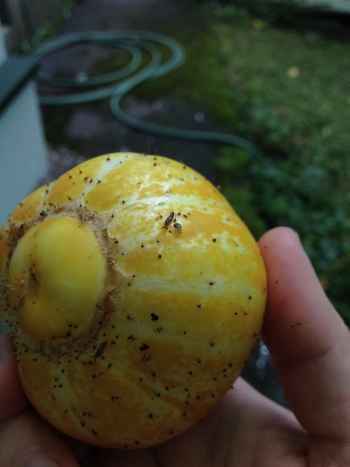 Very small wildlife on my lemon cuke.