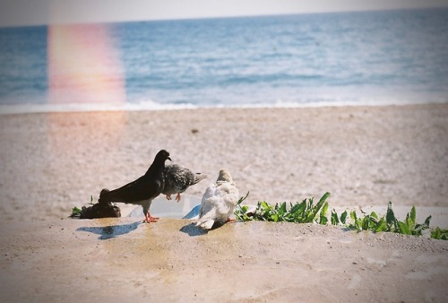 Sunbathing pigeons on Batis Beach, Palaio Faliro.