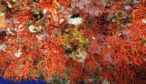 DISCOVERED PRISTINE POPULATION OF ENDANGERED PRECIOUS RED CORALThe precious Mediterranean red coral 