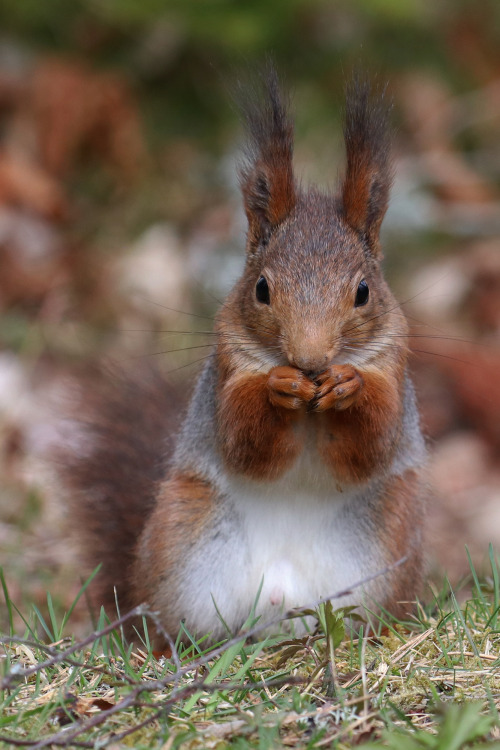 Red squirrel/ekorre. Värmland, Sweden (May 1, 2022). 