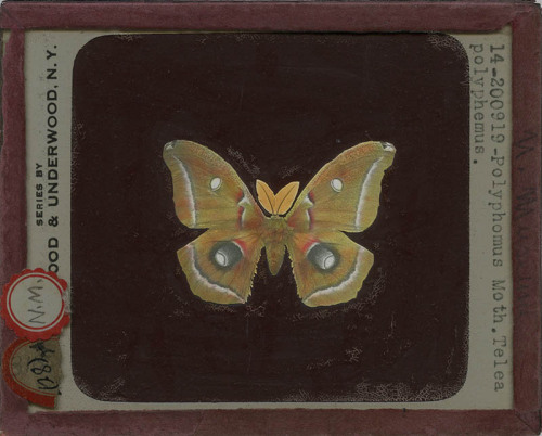 vsw-blog: Polyphomus Moth, Telea polyphemus. from the  Visual Studies Workshop Lantern Slide Archive