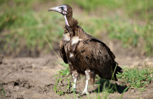 XXX dezzoi:  Turkey Vulture Black Vulture King photo