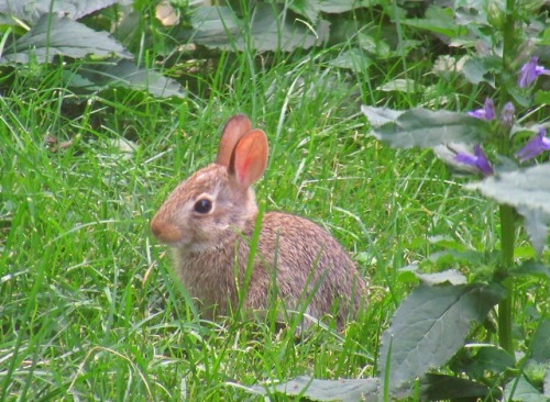 Tiny bunny alert.