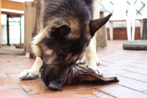 Koda eating a cow’s ear 