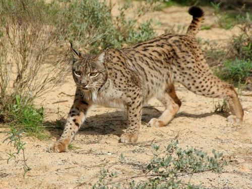 typhlonectes: How the Iberian Lynx Bounced Back From the Brink of Extinction       &n