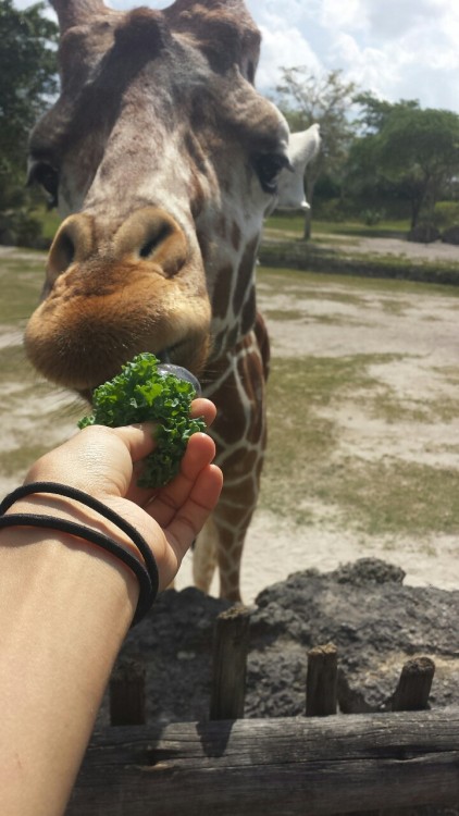 Feeding giraffes