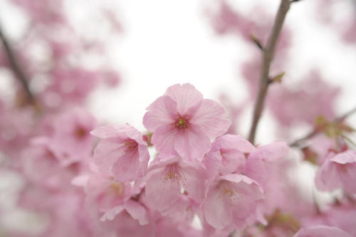 20140329 Denpark 1 by Bong GritVia Flickr:デンパークで咲いていた桜。陽光桜という品種だそうです。花弁の筋の色がはっきりした、ピンク色の強い桜でした。@Denp